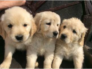 Honden en Puppy's Golden Retriever-puppy's