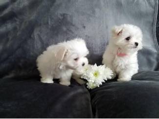 Honden en Puppy's Gezonde mannelijke en vrouwelijke Maltese puppy's te koop