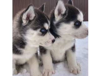 Schattige Siberische Husky-puppy's te koop