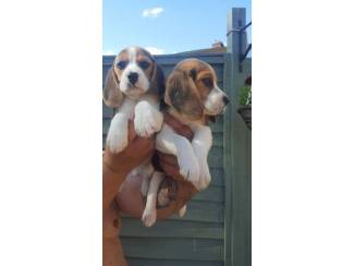 Leuke en mooie Beagle-puppy's