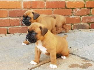 Honden en Puppy's Gezonde Boxer-puppy's te koop