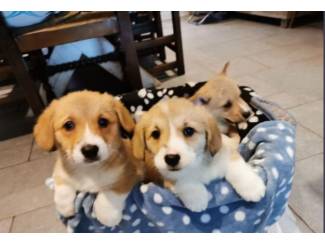 Honden en Puppy's Prachtige Welsh Corgi-puppy's te koop
