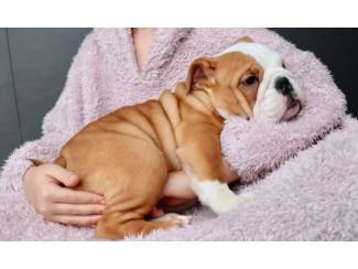 Honden en Puppy's Engelse Bulldog-puppy's te koop