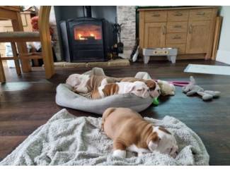 Honden en Puppy's Engelse Bulldog-puppy's te koop