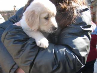 Honden | Toebehoren Golden Retriever-puppy's met papieren