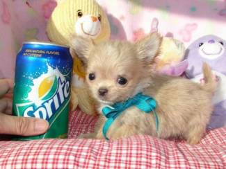 Mini Chihuahua-puppy's met alle papieren voor adoptie