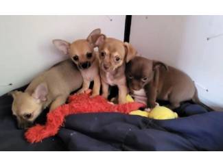 Schattig Chihuahua-puppy's te koop