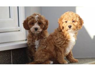 Honden en Puppy's Cavapoo-puppy's te koop