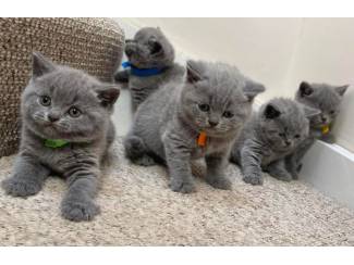 Mooie Brits Korthaar Kittens te koop