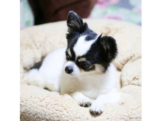 Honden en Puppy's Mooie chihuahua van 12 weken oud