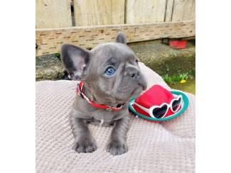 Adorable french bulldog puppy available.