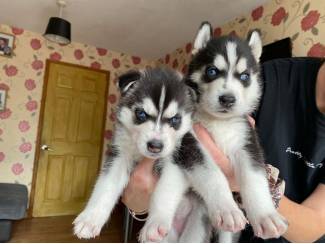 Honden en Puppy's Adorable siberian husky puppy available.