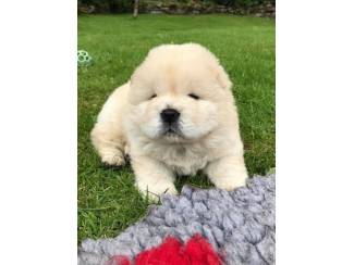 lovely chow chow puppy available.