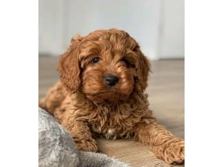 Adorable cavapoo puppy available.