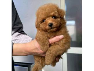 Beautifull poodle puppy available.
