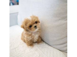 Lovely Mini maltipoo puppy available.