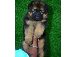 Available german shepherd puppy available.