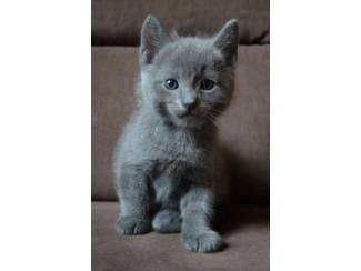 Katten Adorable russian blue kitten available.