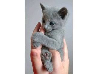 Adorable russian blue kitten available.