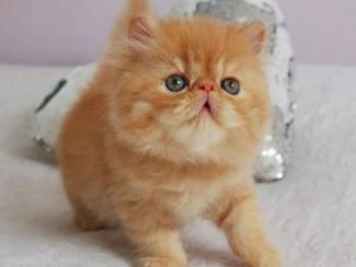 charming persian kitten available.
