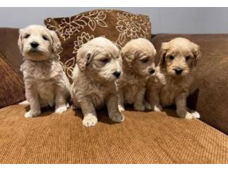 Golden Retriever-puppy's te koop