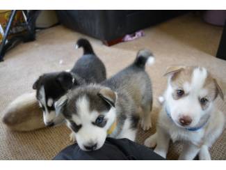 Honden en Puppy's Siberische Husky-puppy's beschikbaar