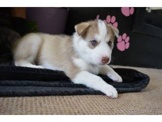 Siberische Husky-puppy's beschikbaar