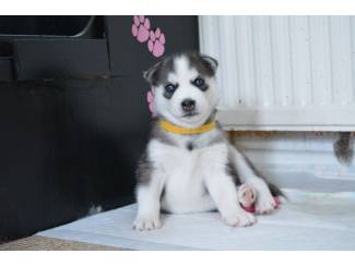 Honden en Puppy's Siberische Husky-puppy's beschikbaar