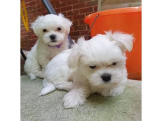 Honden en Puppy's Mooi Maltees puppy's voor een nieuw huis
