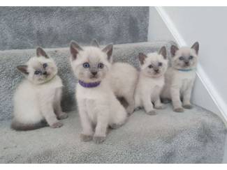 Siamese kittens te koop
