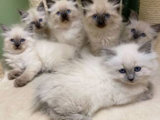 Mooie Siberische kittens klaar