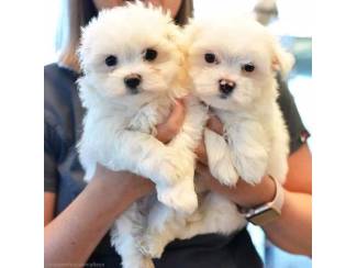 Honden en Puppy's Prachtige Maltese puppy's