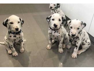 Dalmatische puppy's