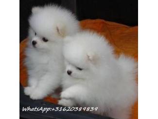 Onbetaalbaar wit Pommeren puppy ter adoptie