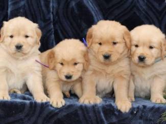Prachtige Golden Retriever-puppy's +31637256082