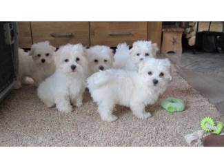 Mooi Maltese puppy's voor een nieuw huis