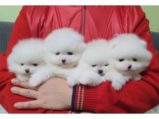Raszuivere Pommerse puppy's beschikbaar
