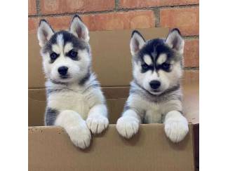 Honden en Puppy's Schattige mannelijke en vrouwelijke Siberische Husky-puppy's te 