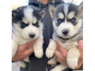 Honden en Puppy's Schattige mannelijke en vrouwelijke Siberische Husky-puppy's te 