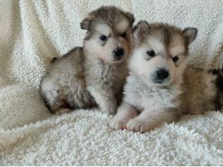 Honden en Puppy's Alaskan Malamute-puppy's