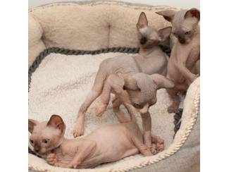 Katten Prachtige Sphynx-kittens