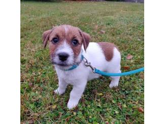 Kwaliteit Jack Russell pup