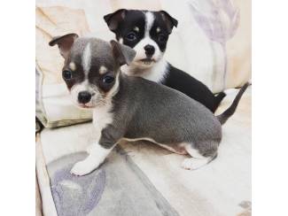 Honden en Puppy's 2 prachtige langharige chihuahua's