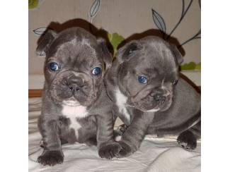 Schattige mannelijke en vrouwelijke Franse Bulldog-pups