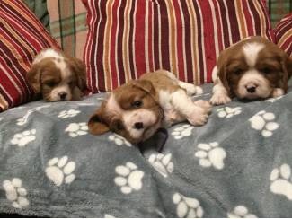 Heerlijke Cavalier King Charles Spaniel-puppy's