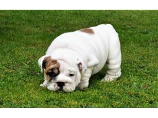 Prachtige Engelse Bulldog-pups te koop
