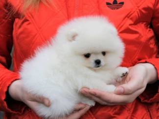 Honden en Puppy's Twee geweldige T-Cup Pomeranian-puppy's