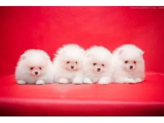Honden en Puppy's Twee geweldige T-Cup Pomeranian-puppy's