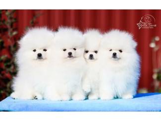 Mooie Pommerse puppy's
