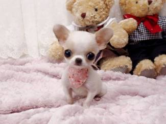 Honden en Puppy's Super kleine mini chihuahua puppies (lang haar en korthaar) met p